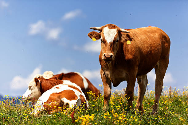 istock beautiful young bull looking at camera (Alps / Austria) 176211837