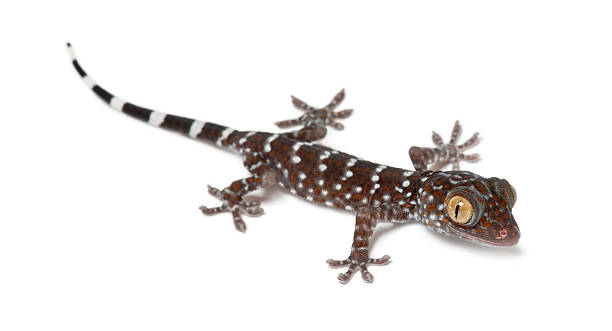 istock Tokay Gecko, portrait, white background 176213519