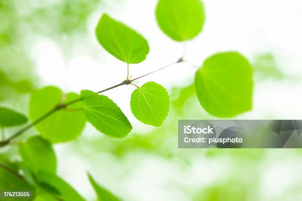 Photo libre de droit de De Nouvelles Feuilles Vert Éclatant En Forêt banque d'images et plus d'images libres de droit de Feuille - Feuille, Arbre, Beauté de la nature