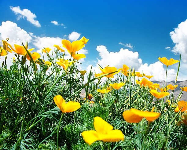istock California Golden Poppy 176213617