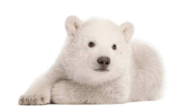 istock Polar bear cub, Ursus maritimus, 3 months old 176213680