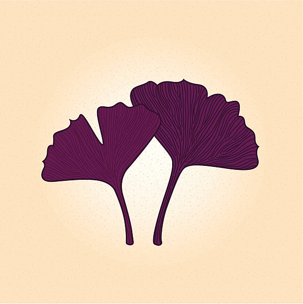 Purple gingko leaf isolated on brown background vector art illustration