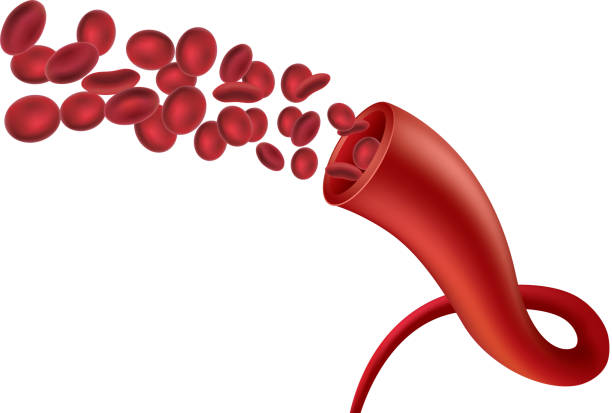 illustrazioni stock, clip art, cartoni animati e icone di tendenza di vaso sanguigno - human vein illustrations