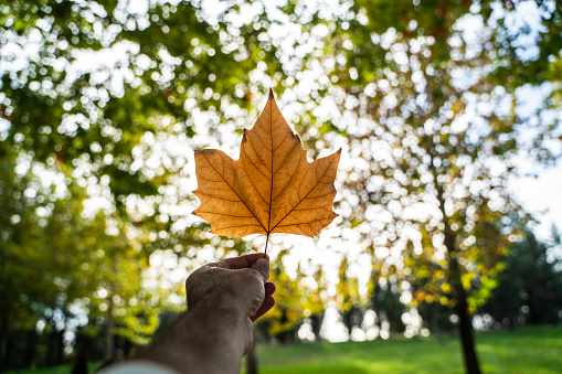 background photo of yellowed autumn leaves held towards the sun. With the arrival of autumn, leaves begin to fall. Taken in daylight with a full frame camera.