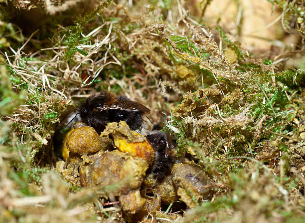 Nest of wild bumblebees. They have built it in a birds house with dried moss I actually made for tits.