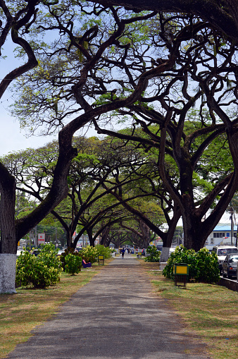 Georgetown, Guyana: shady promenade, the stately old trees along Main Street (Saman trees, Samanea saman) - when constructed in 1897 (over a canal!), it was named the ‘Queen Victoria Promenade’.