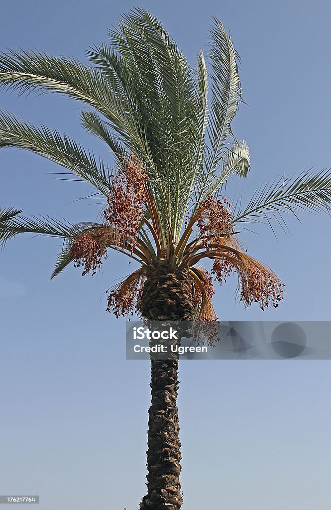 palmera datilera - Foto de stock de Aire libre libre de derechos