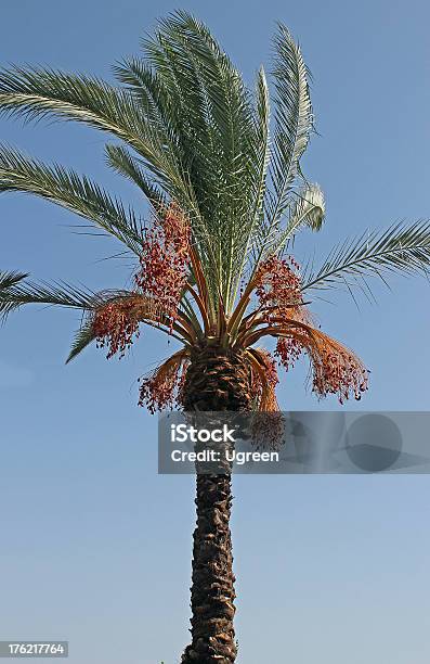 Palmera Datilera Foto de stock y más banco de imágenes de Aire libre - Aire libre, Ajardinado, Azul