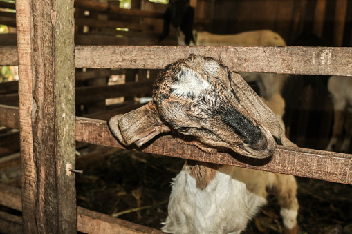 Close Up photo of a brown goat sticking its head out of a cage on a farm. Domestic goat, portrait of brown goat.