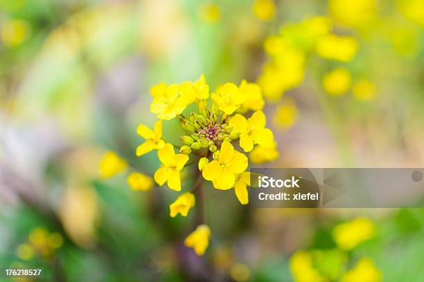 De Colza Foto de stock y más banco de imágenes de Aire libre - Aire libre, Amarillo - Color, Canola