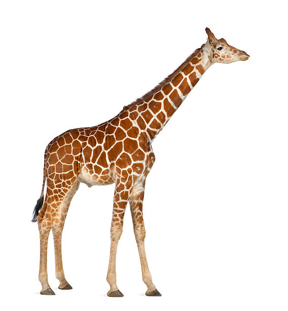 istock Side view of a Somali Giraffe 176218760