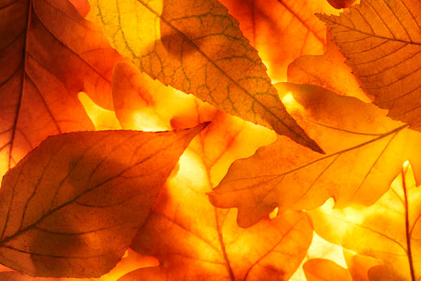 istock Bright background autumn season leaves close-up with backlight as a background, template or web banner for the design of the autumn theme 1762195942