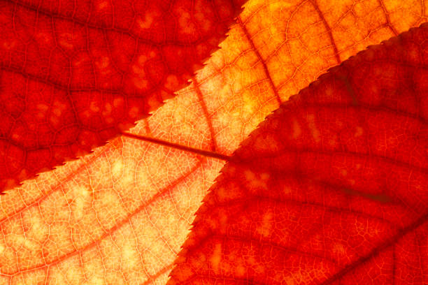 Bright background autumn season leaves close-up with backlight as a background, template or web banner for the design of the autumn theme