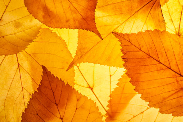Bright background autumn season leaves close-up with backlight as a background, template or web banner for the design of the autumn theme