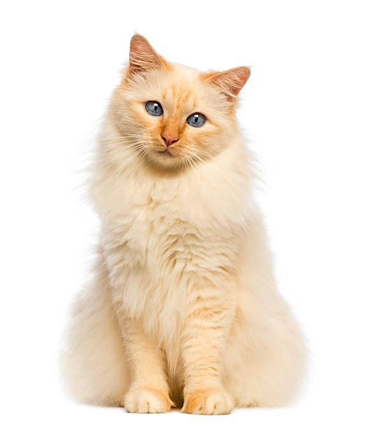 istock Birman sitting and looking at camera against white background 176220358