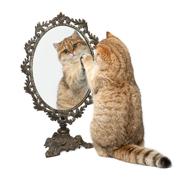 istock Golden shaded British shorthair playing with mirror 176220362