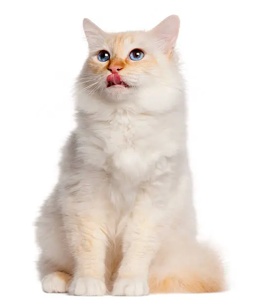 Birman cat, 16 months old, sitting in front of white background