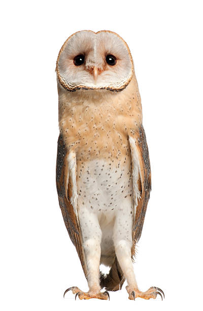 istock Barn Owl, Tyto alba, 4 months old 176220746