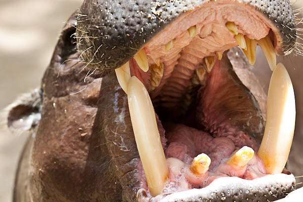 hipopótamo - hippopotamus animal teeth large dirty - fotografias e filmes do acervo