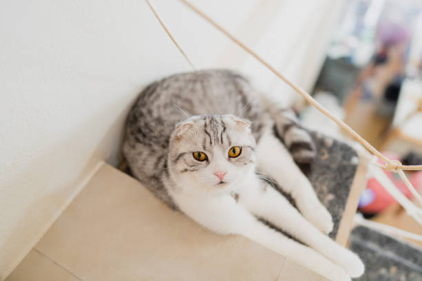 istock Cat lying on a couch in a cat cafe. 1762212734