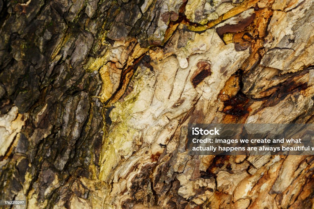Tree Cracking Pattern The Surface Of A Trees Bark Has A Unique Pattern From Cracking Stock ...