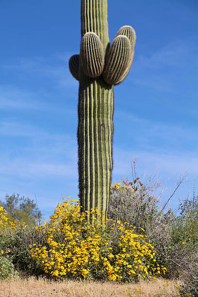 istock Saguaro and Wildflowers 176221386