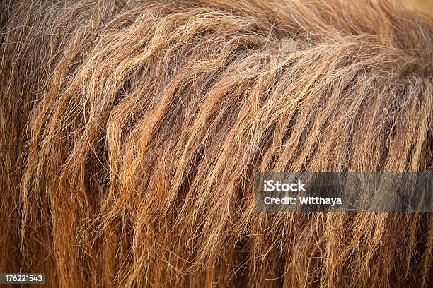 Horse Pelz Stockfoto und mehr Bilder von Pferd - Pferd, Abstrakt, Braun
