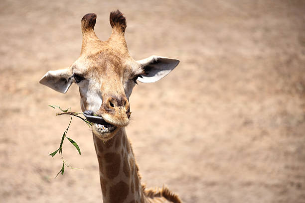 씹는 - animal animal neck cute safari animals 뉴스 사진 이미지