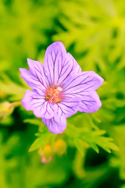 Close up of single geranium flower