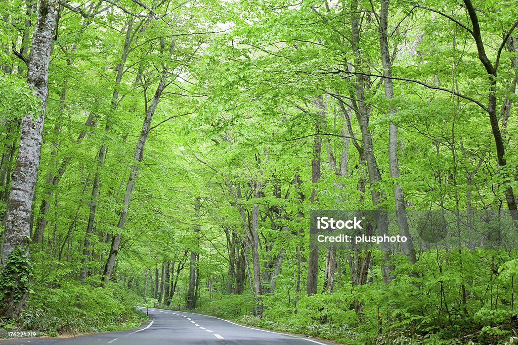 Strada in una foresta verde - Foto stock royalty-free di Albero