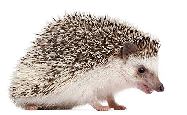 istock Four-toed Hedgehog, Atelerix albiventris, 2 years old 176224296