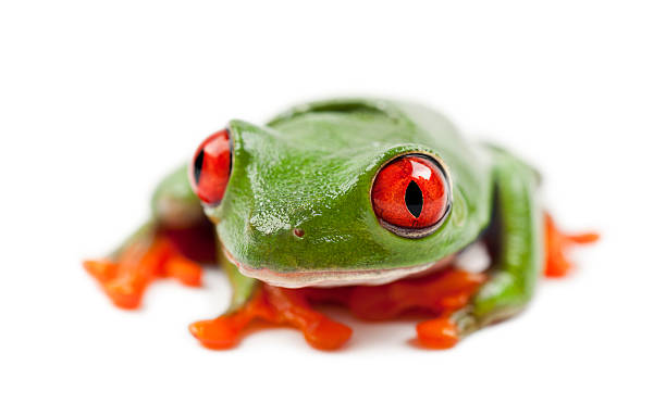istock Red-eyed Treefrog, Agalychnis callidryas, portrait against white 176224336
