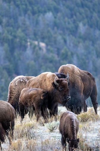 American bison covered in frost in an early autumn morning in Yellowstone National Park
