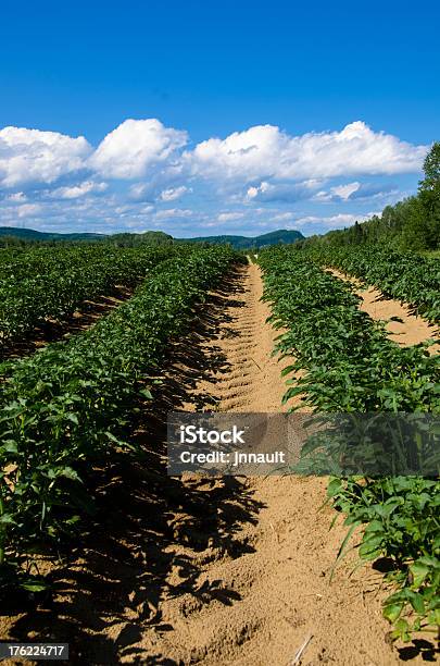 Pole Ziemniaków Farm Uprawy Rolnictwa Warzywnych Zielony Krajobraz - zdjęcia stockowe i więcej obrazów Bez ludzi