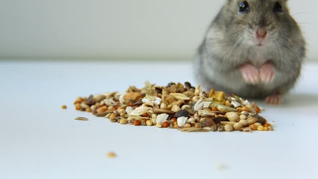 The hamster runs up to the food and quickly runs away.