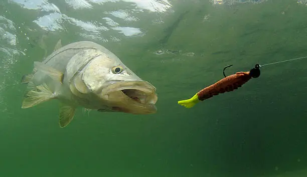 Photo of snook fish chasing lure