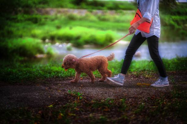 istock dog 437 Dog-walking 1762255642