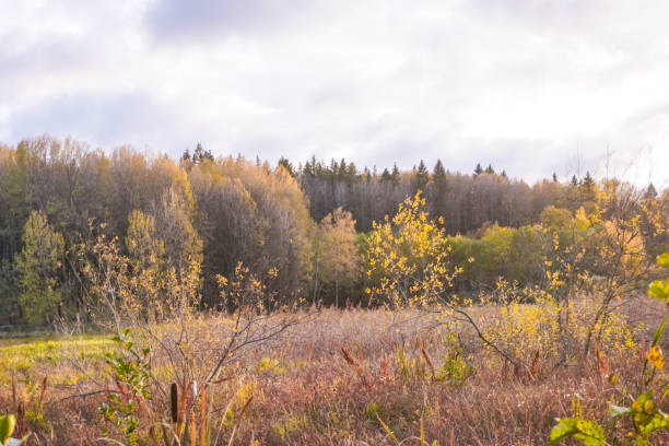 istock Scenic view of field against sky 1762260526