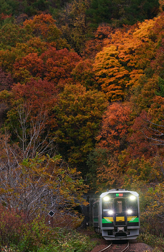 Otaru-city, Hokkaido, Japan - October 28, 2023 : H100 Local train and beautiful autumn leaves