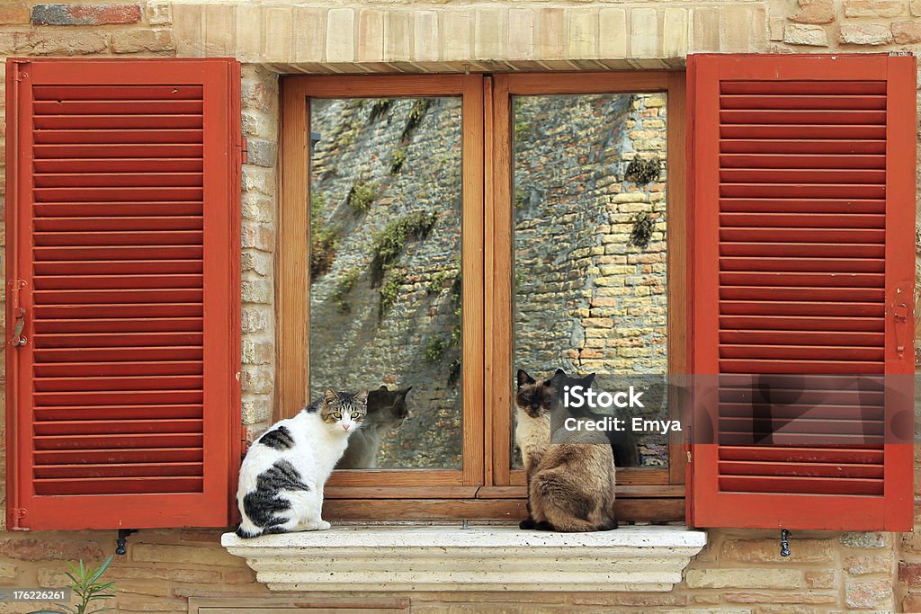 Zwei Katzen auf dem Fenster - Lizenzfrei Fenster Stock-Foto