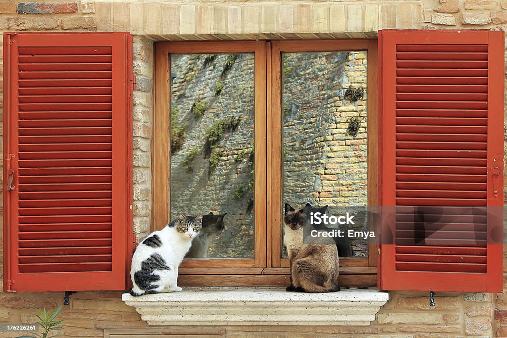 Dos gatos en la ventana - Foto de stock de Animal libre de derechos