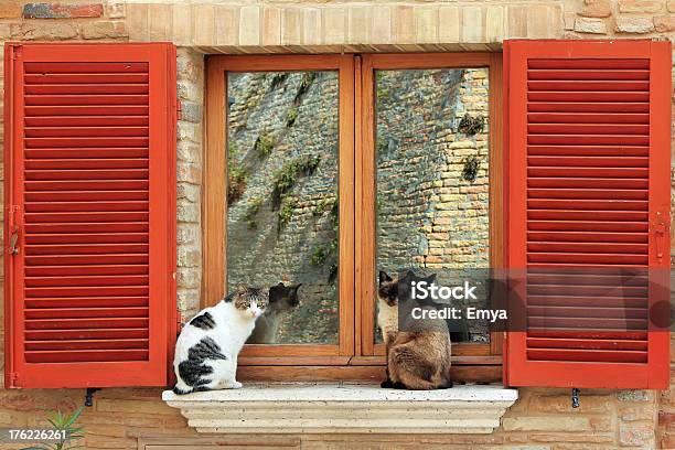 Dos Gatos En La Ventana Foto de stock y más banco de imágenes de Animal - Animal, Animal vertebrado, Dos animales