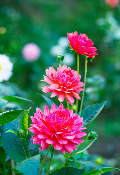 istock Dahlia flower growing in the garden. 176226837