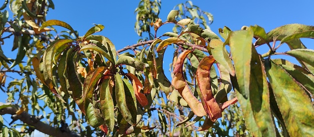 Autumn in fruit trees in Cieza Calasparra Murcia