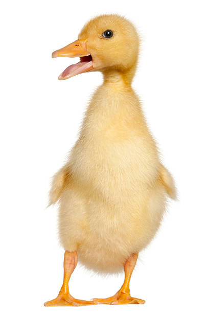 istock Duckling, 1 week old, standing in front of white background 176227107