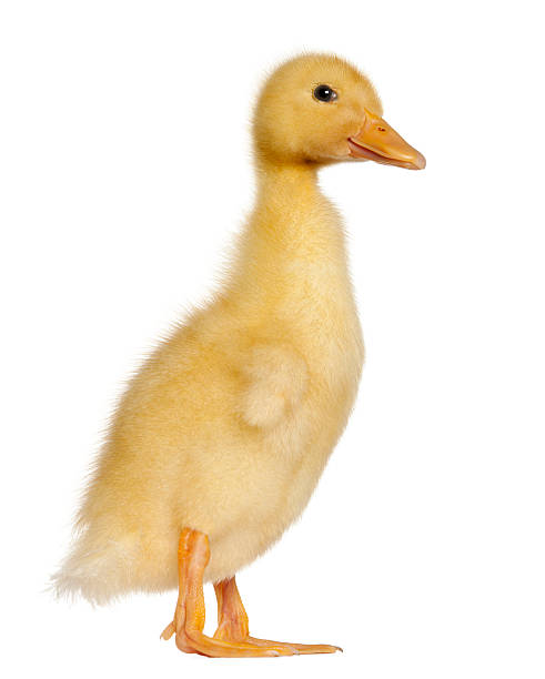 istock Duckling, 1 week old, standing in front of white background 176227164