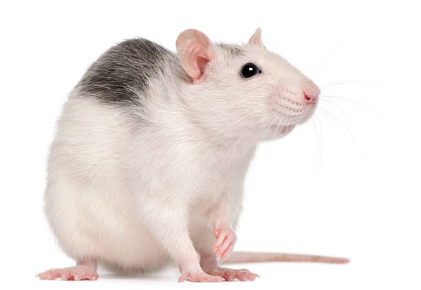 istock Husky rat, 12 months old, in front of white background 176227170
