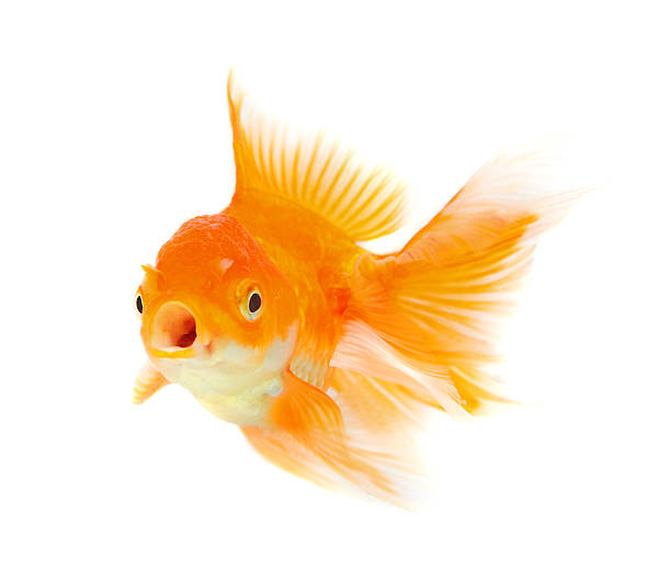 istock Gold fish. Isolation on the white 176227360