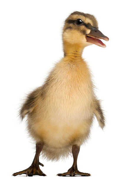 istock Mallard or wild duck, Anas platyrhynchos, 3 weeks old 176227381