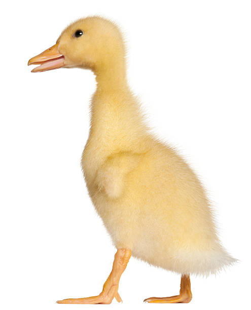 istock Duckling, 1 week old, standing in front of white background 176227397
